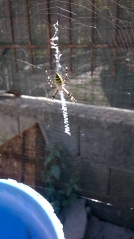 argiope bruennichi (ragno vespa)