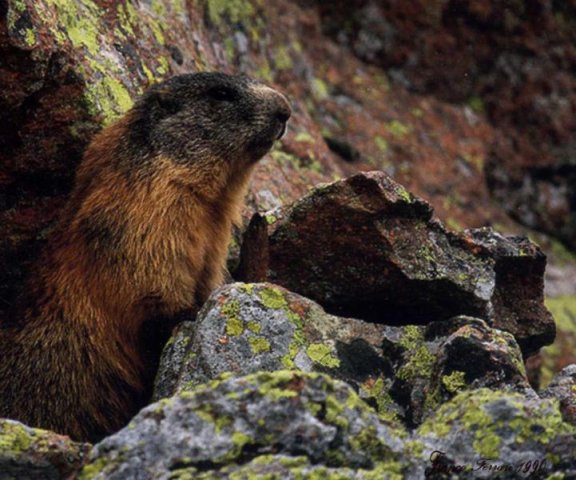 marmotta