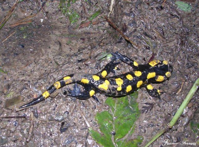 salamandra