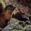 marmotta