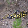 salamandra