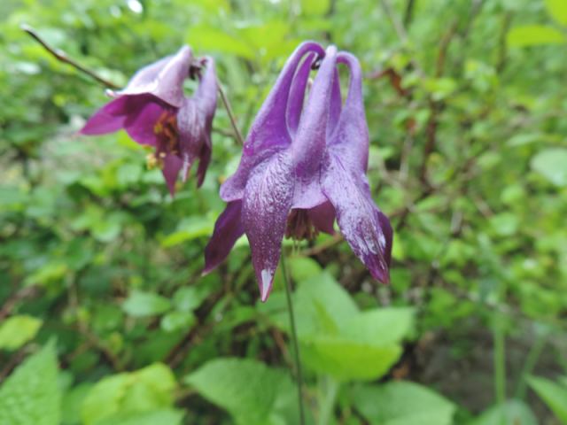 aquilegia