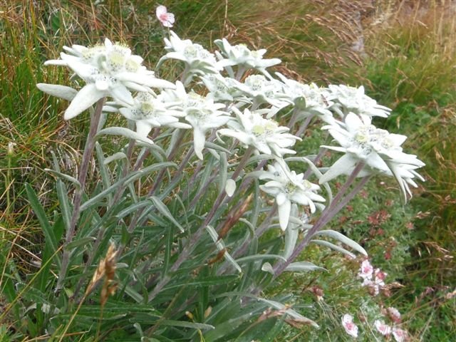 edelweiss