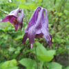 aquilegia