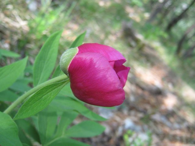 peonia