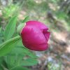 peonia